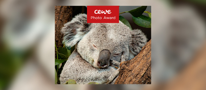 Découvrez les 10 photos gagnantes par catégorie du CEWE Photo Award !
